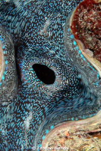 Grat Barrier Reef
Giant Clam by Fabrizio Bianchi 